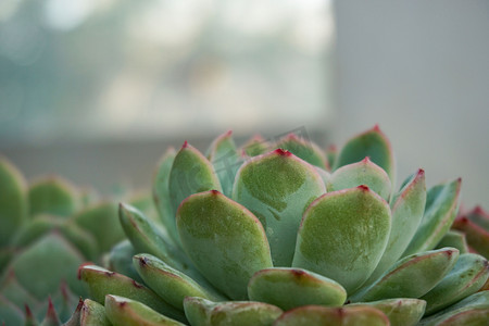 可爱绿植摄影照片_多肉植物图片摄影图