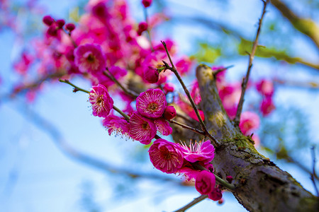 春天桃花朵朵开树木自然风景摄影图