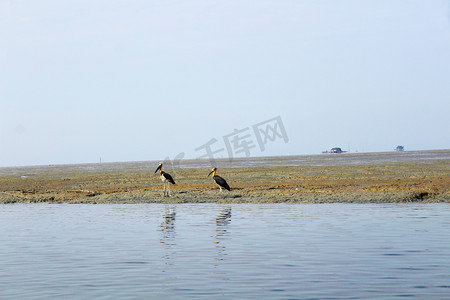 两只站在岸边鹤摄影图