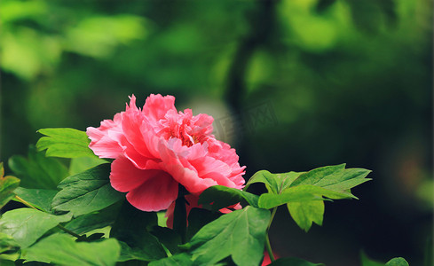 鲜花植物摄影照片_红色牡丹花摄影图