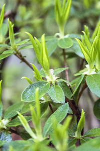 雨天春天白色花朵植物自然风景摄影图