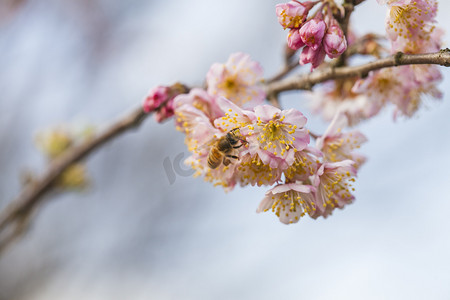 春季必备摄影照片_盛开桃花花枝特写自然风景摄影图
