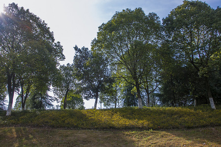 阳光下树木远景自然风景摄影图