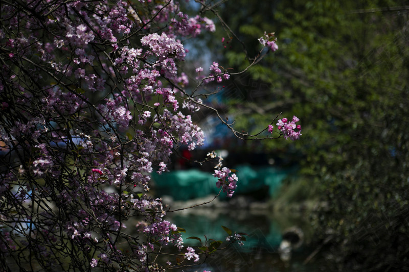 春天盛開桃花自然風景攝影圖