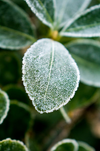 绿色叶子上霜雪摄影图
