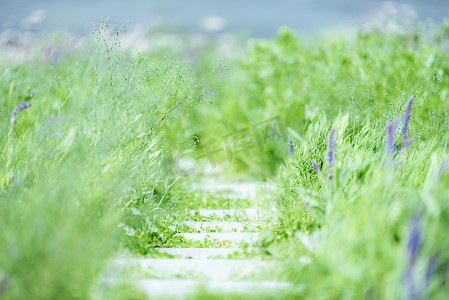 夏日清新清新小草小路摄影图