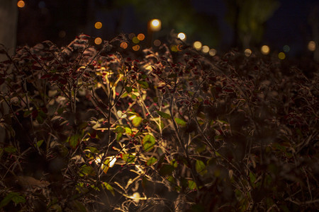 公园里灯光照耀下植物摄影图