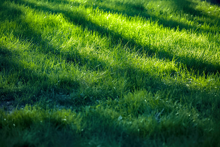 绿黄草地菜地摄影照片_草地和影子摄影图