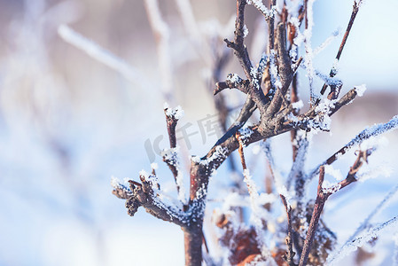 扁平风树木摄影照片_冬天树木摄影图