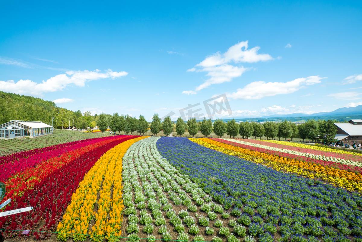 北海道富良野农场的花海高清摄影大图 千库网