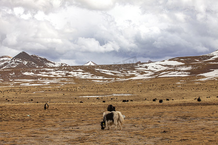 原野风景牛群摄影图