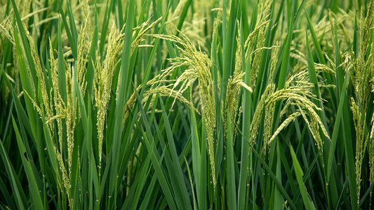 秋季农作物丰收摄影照片_水稻摄影图
