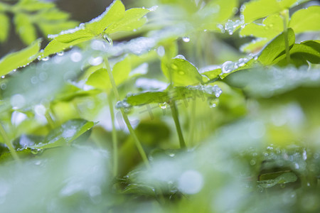 绿叶上水珠雨景摄影图
