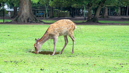 日本奈良公园小鹿摄影图
