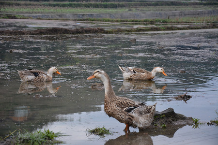农村动物摄影照片_鸭子稻田喝水三只摄影图