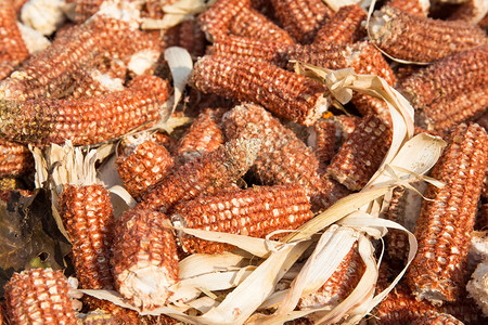 粮世界粮食日摄影照片_玉米棒摄影图