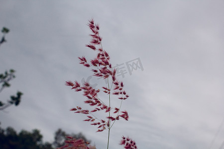 阴天红色花朵自然风景摄影图