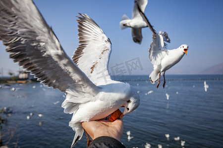 夏天湖边摄影照片_大海湖泊海鸥喂食摄影图