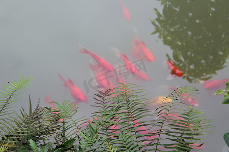 水里岸边嬉戏红色鲤鱼摄影图