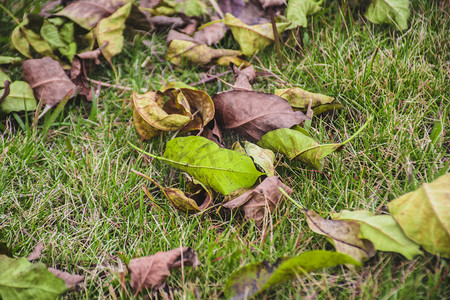 落叶草地摄影照片_草地上枯黄落叶自然风景摄影图
