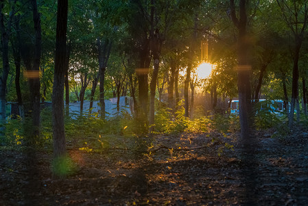 森林摄影照片_阳光树林自然光摄影图森林
