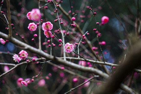 性孔梅花摄影照片_杭州植物园风景红梅特写摄影图