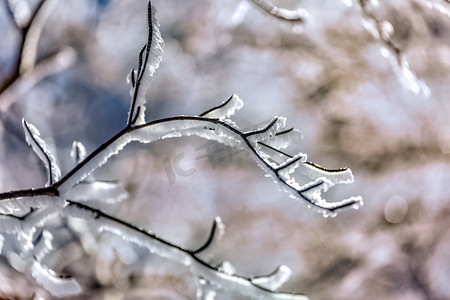 雪雪花摄影照片_树枝白雪摄影图