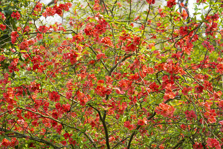 红色海棠花海摄影图