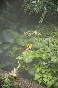 自然风景热带植物摄影图