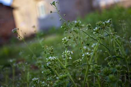 阳光小草摄影照片_绿色小草植物摄影图