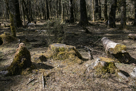 林木摄影照片_自然风光森林古树摄影图