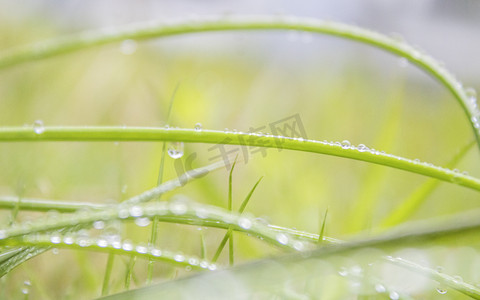 绿叶上水珠雨景摄影图