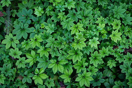 music花纹摄影照片_可爱花纹小草植物摄影图