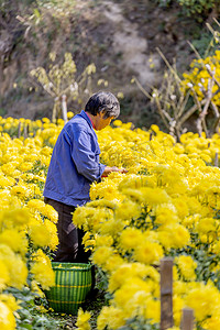 人物树枝和菊花摄影图