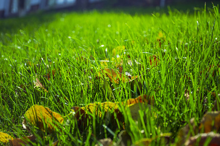 小草和落叶摄影图