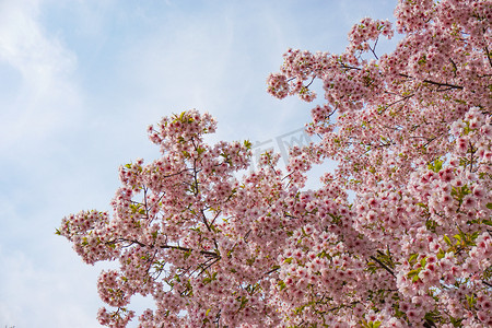 粉色花朵摄影照片_春天盛开粉色樱花自然风景摄影图