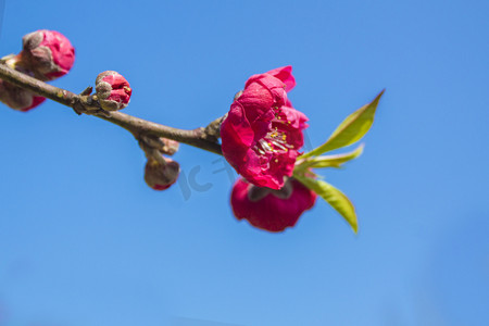 蓝天下碧桃桃花自然风景摄影图