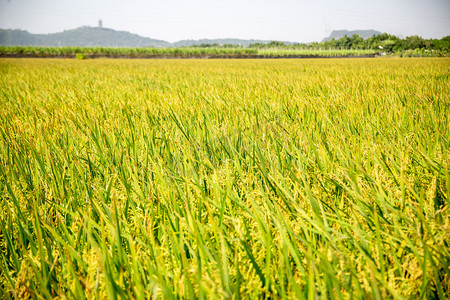 丰收季节稻田大米摄影图