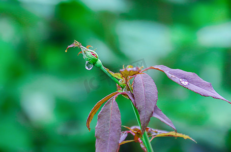 水滴紫色叶子花苞摄影图