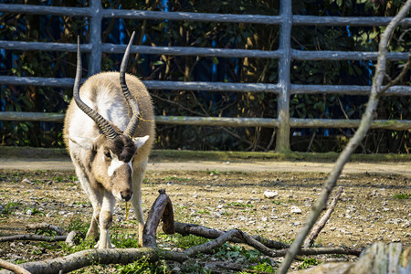 野生动物园摄影照片_动物园野生弯角羚羊摄影图