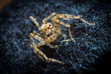 蜘蛛虫子摄影图