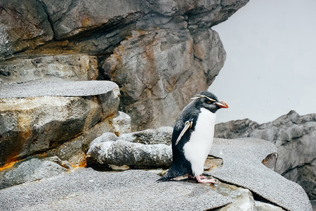 动物园动物企鹅摄影图