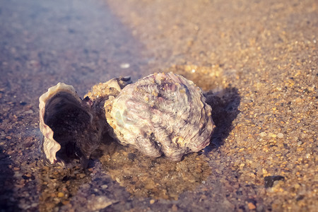沙滩上奇异贝壳摄影图