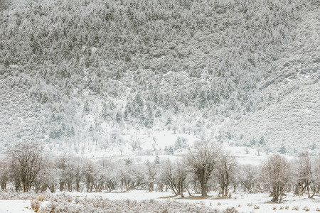 雪树林摄影照片_雪中树林摄影图