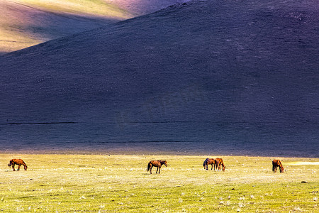 山坡草地和马群摄影图