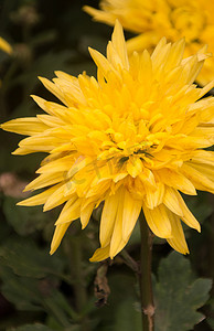 黄色菊花自然风景摄影图