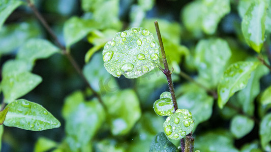 雨纷纷摄影照片_雨景植物水珠细节摄影图