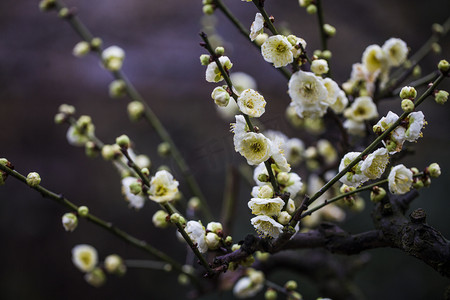 腊月梅花摄影照片_杭州植物园风景白梅盛开摄影图