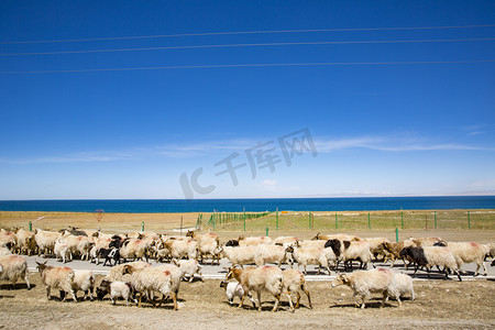 水墨风景山群摄影照片_青海湖边一群羊摄影图