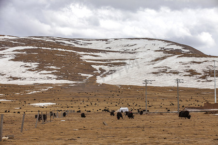 冬天风景摄影图摄影照片_原野牛群风景摄影图
